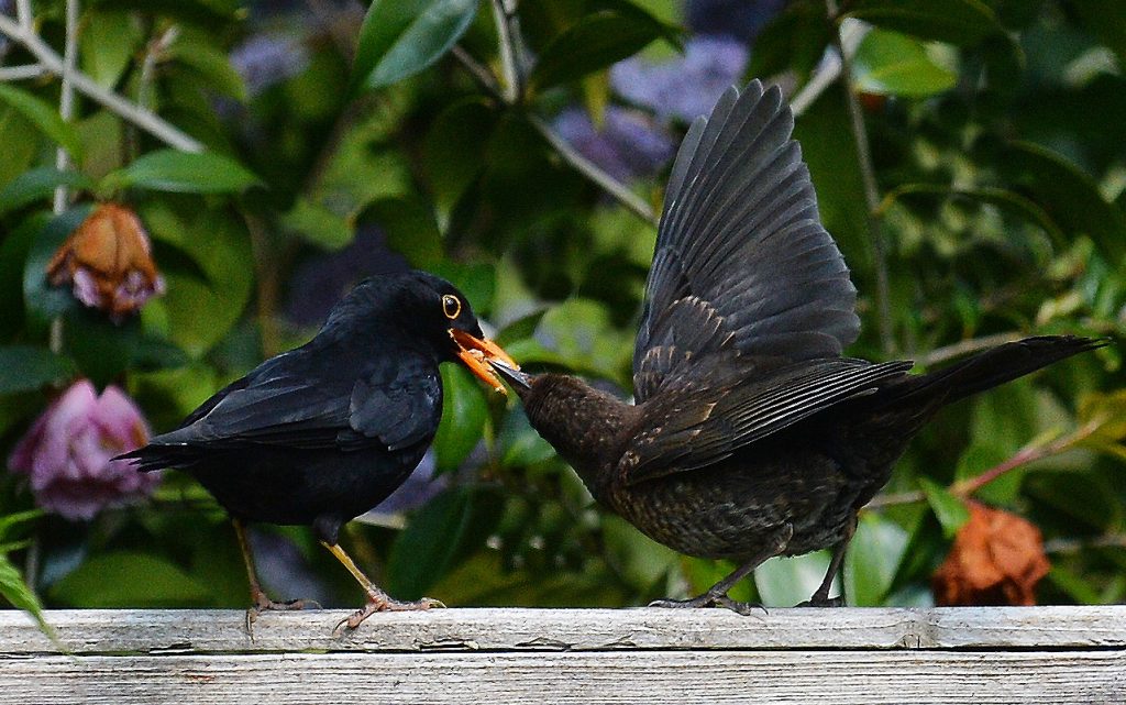 Blackbird