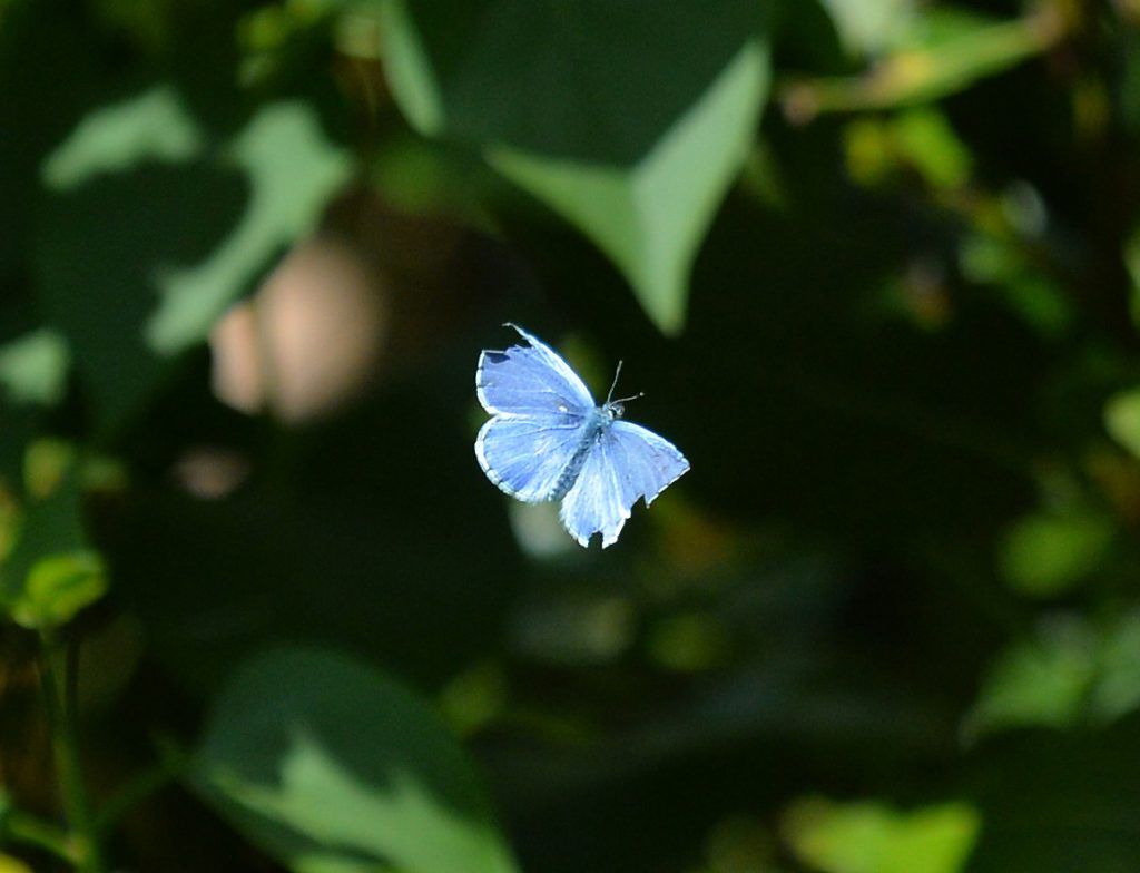 A butterfly in flight