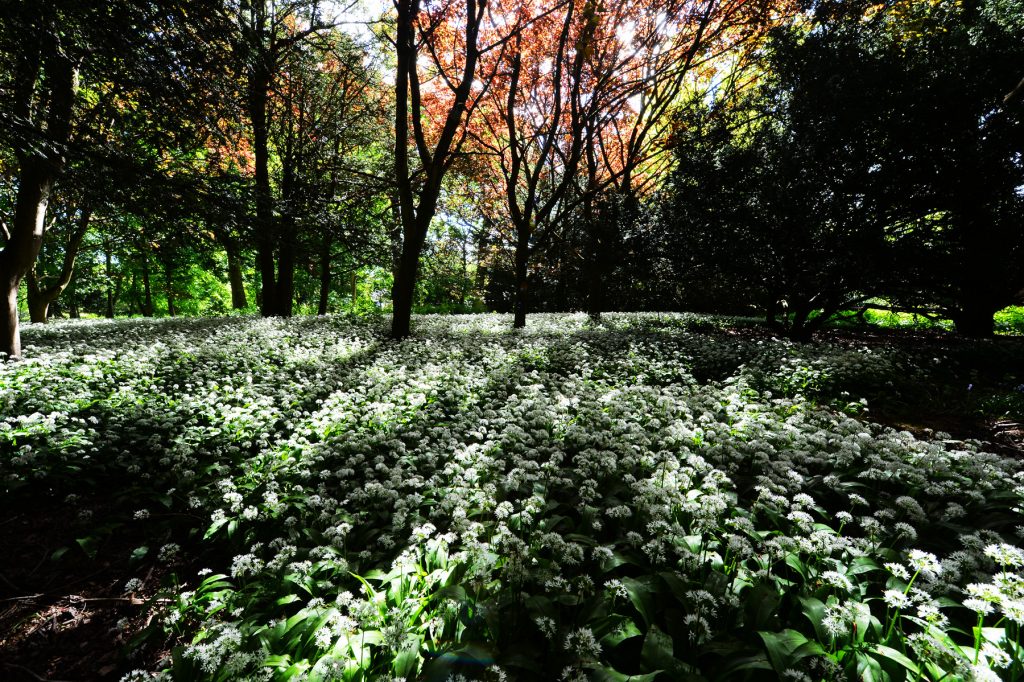 Wild garlic
