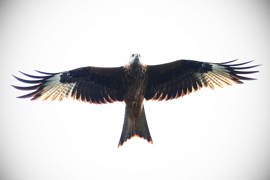 A red kite
